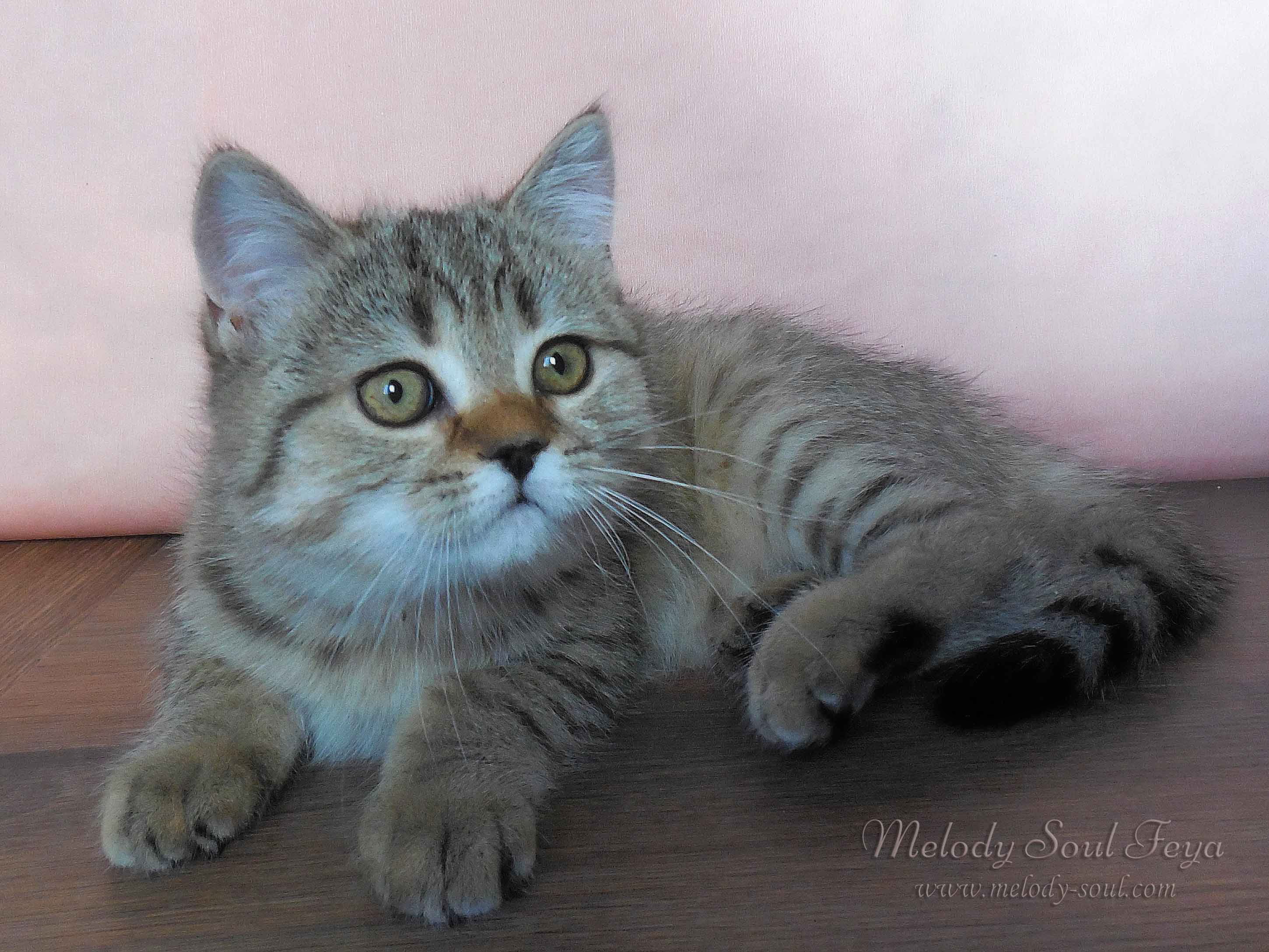 Шотландский котенок купить Казань