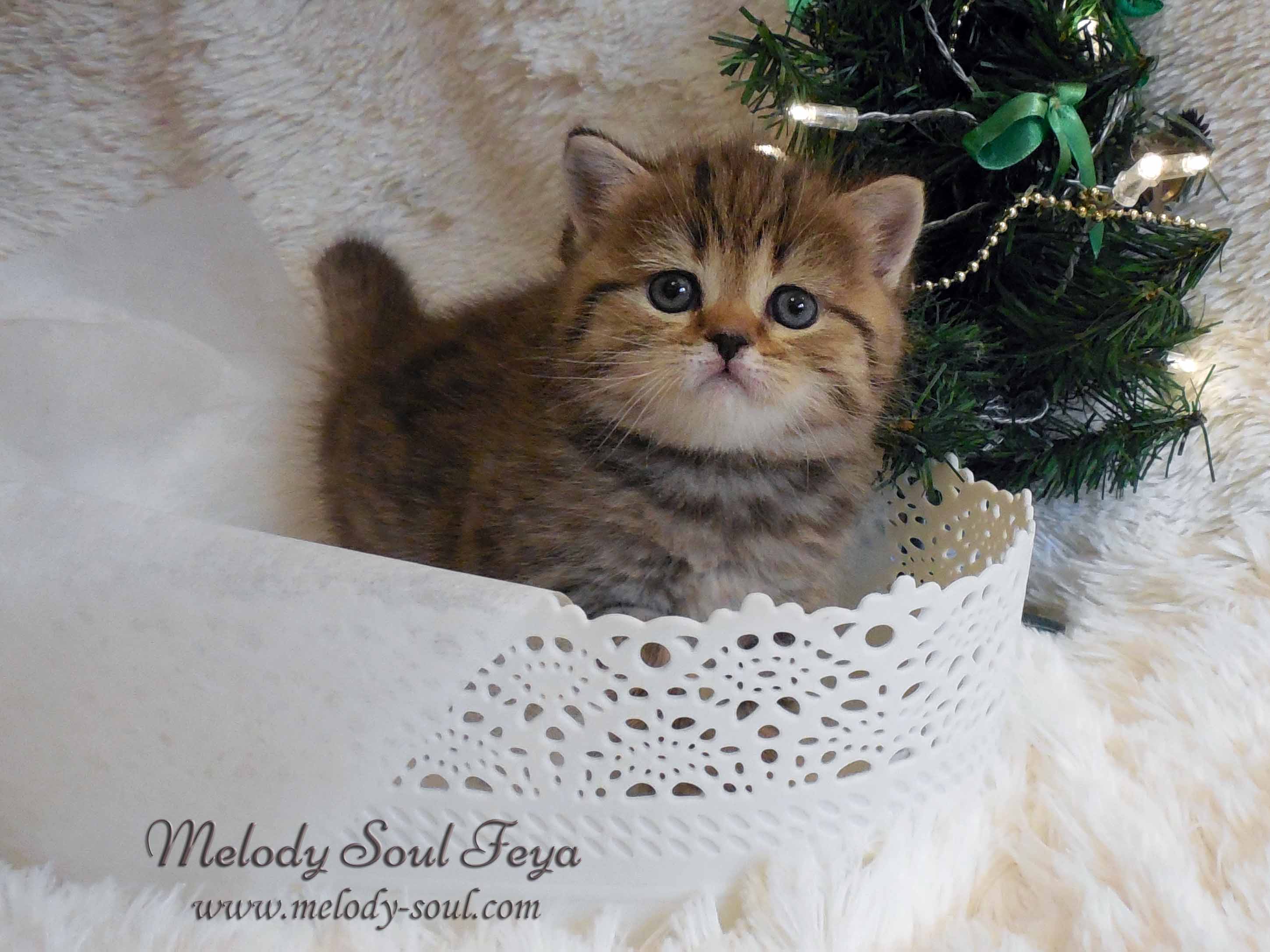 Шотландский короткошерстный котенок