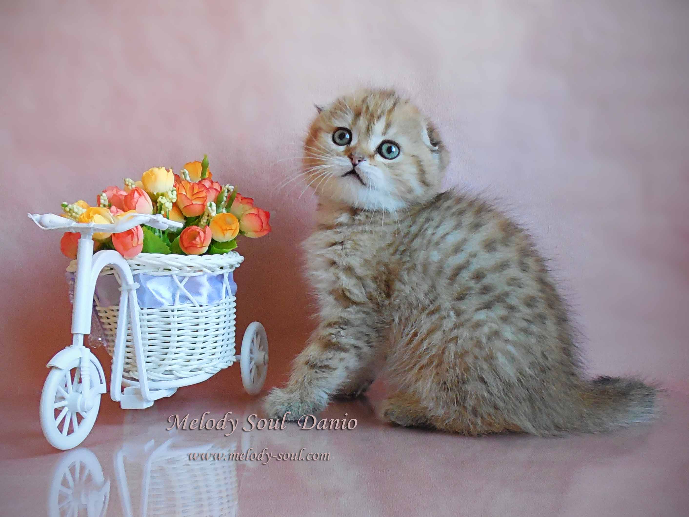 Шотландский вислоухий котик