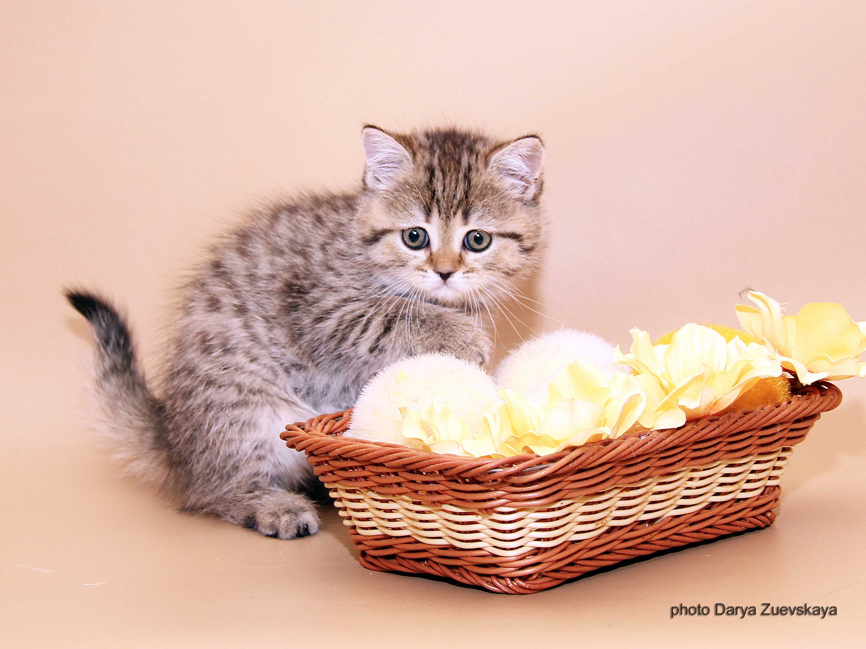 Шотландский котенок купить Казань