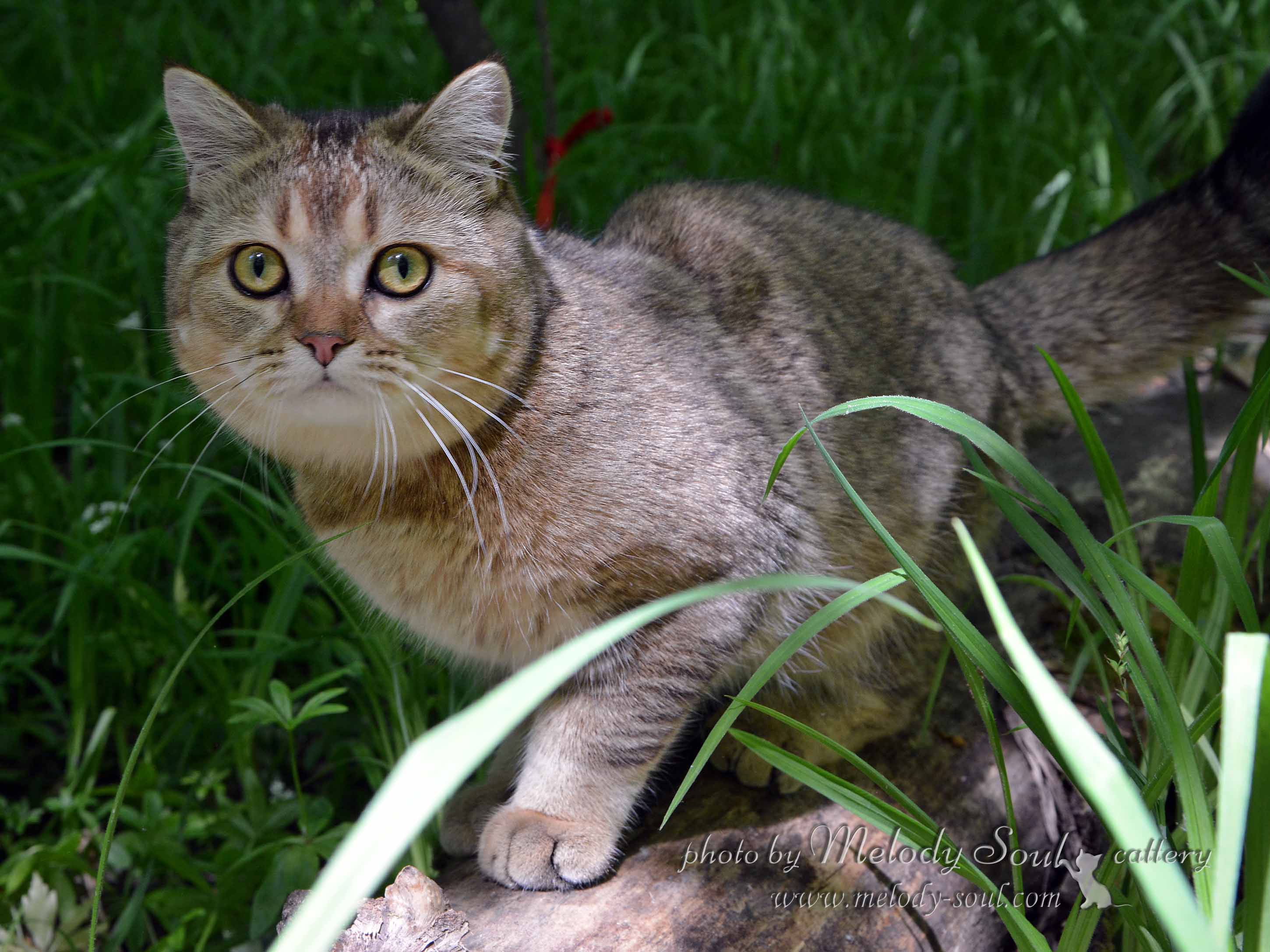 Скоттиш страйт купить