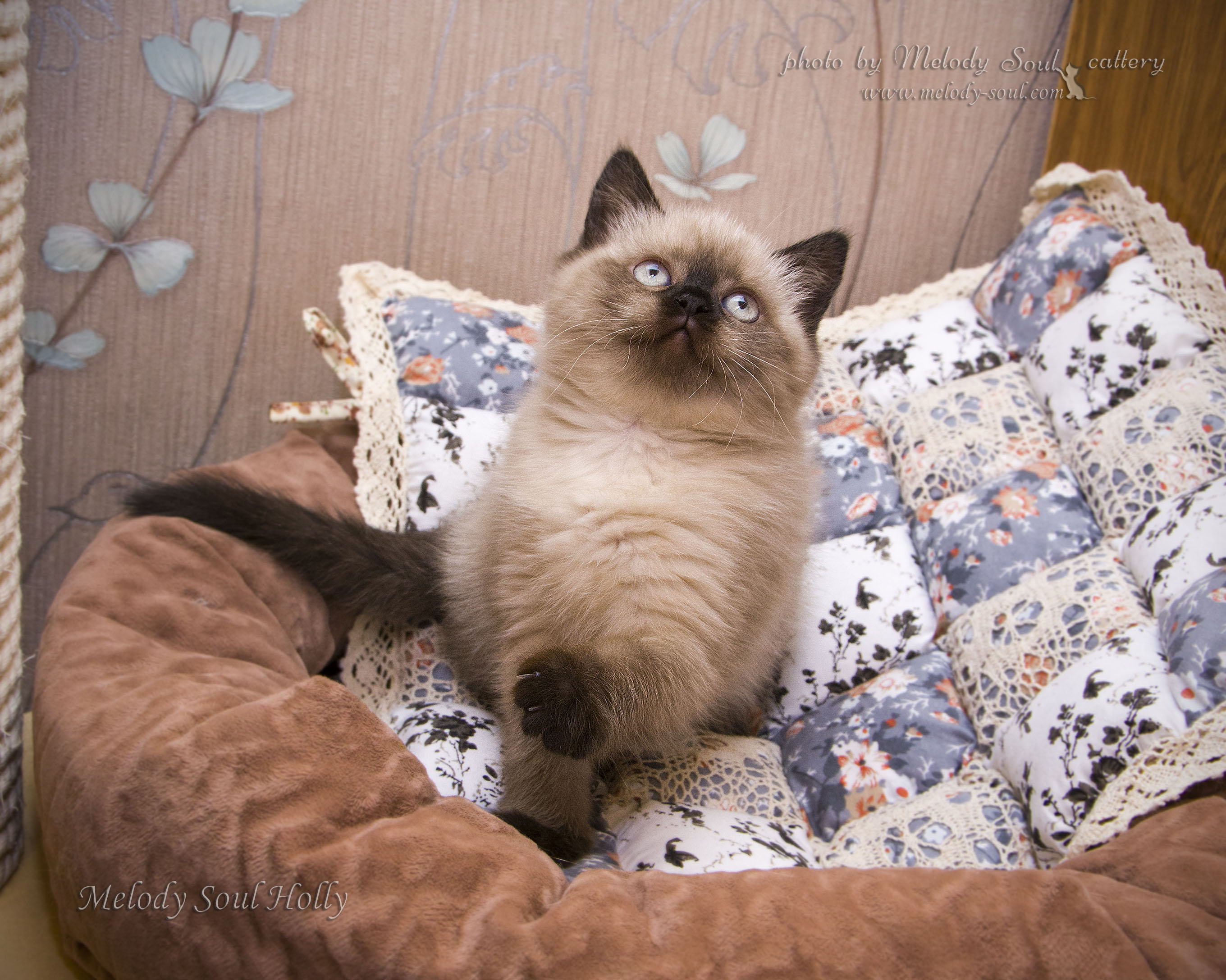 Шотландская прямоухая кошка
