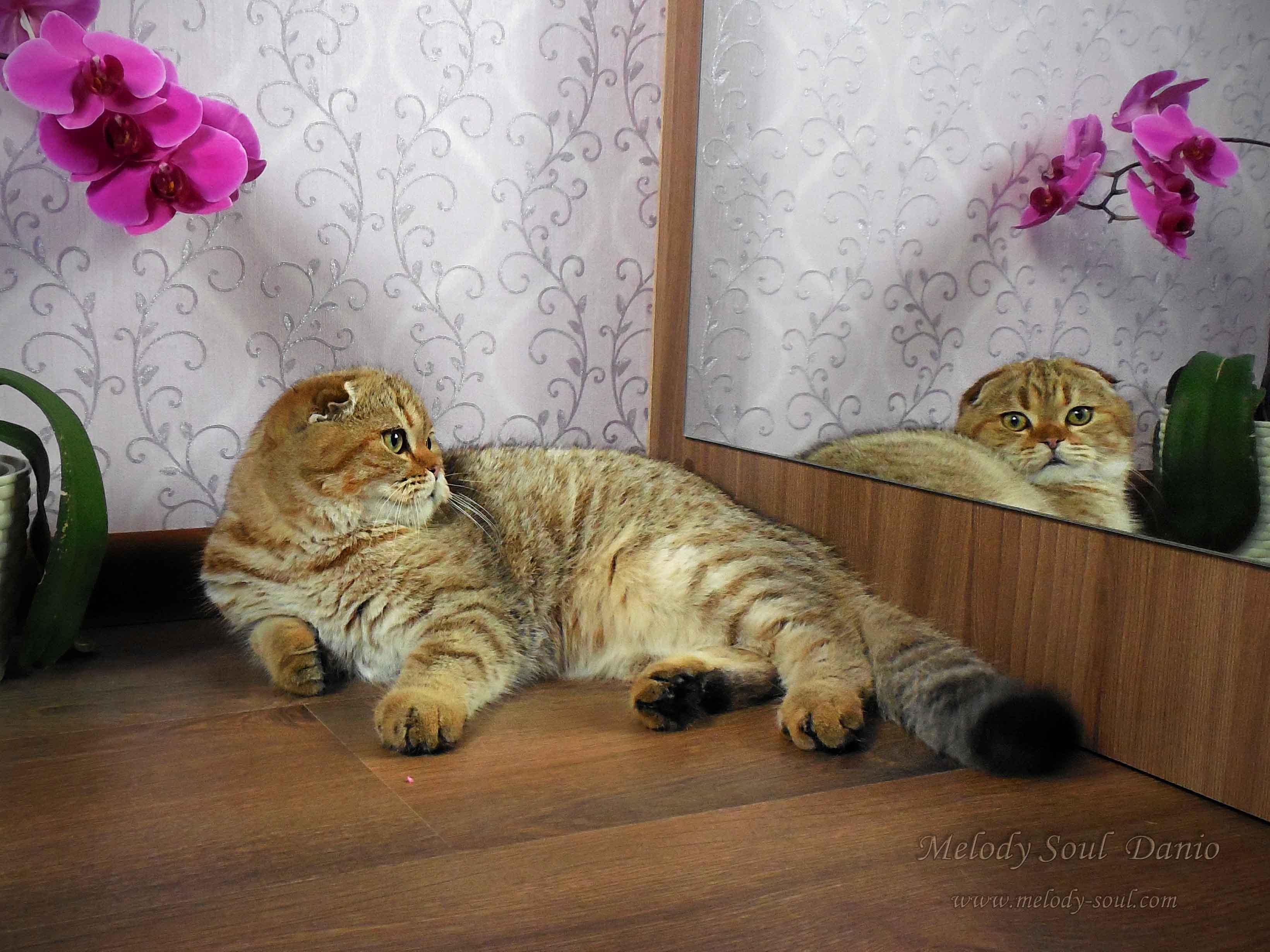 Шотландский вислоухий котик