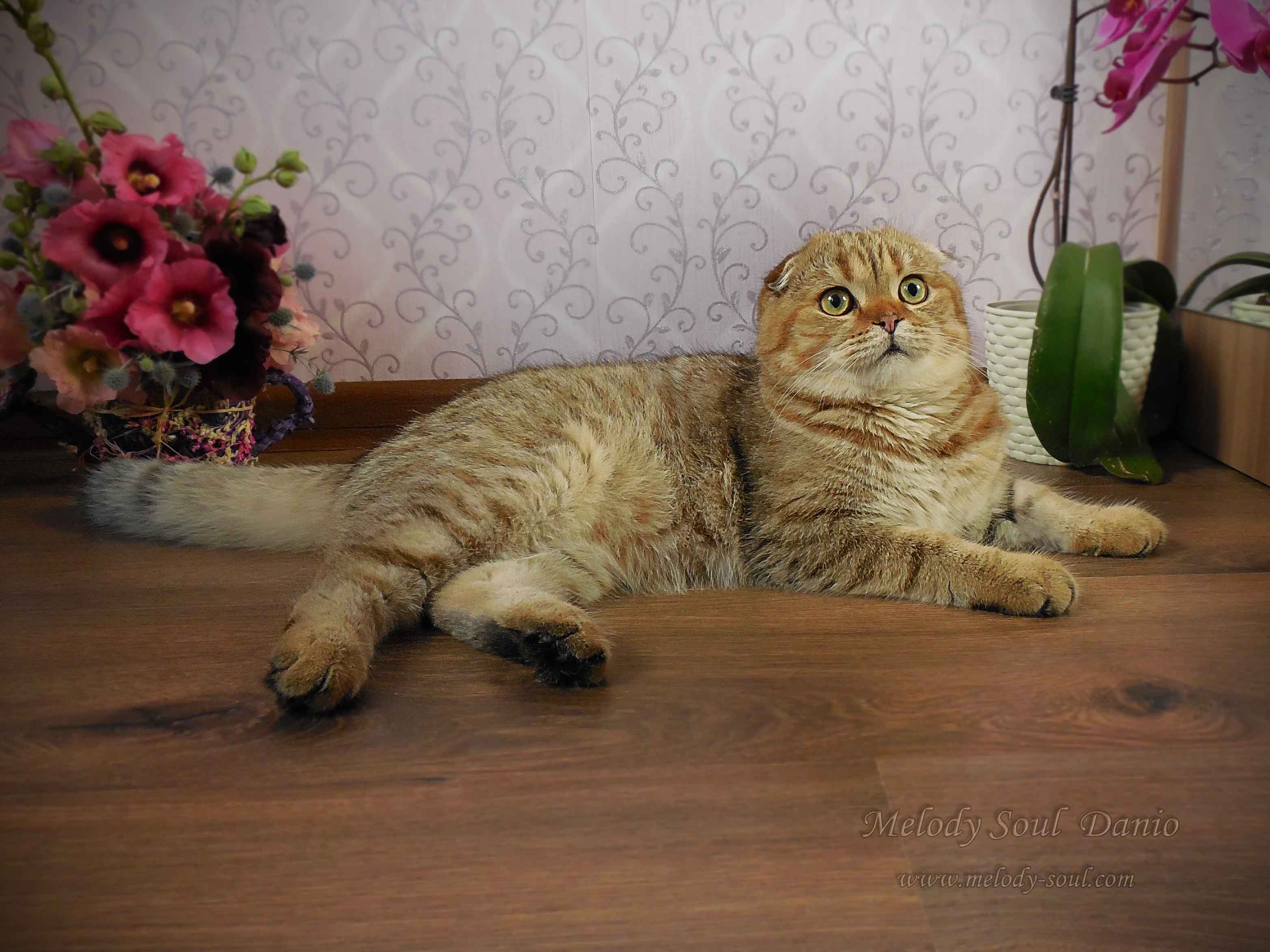 Шотландский вислоухий котик