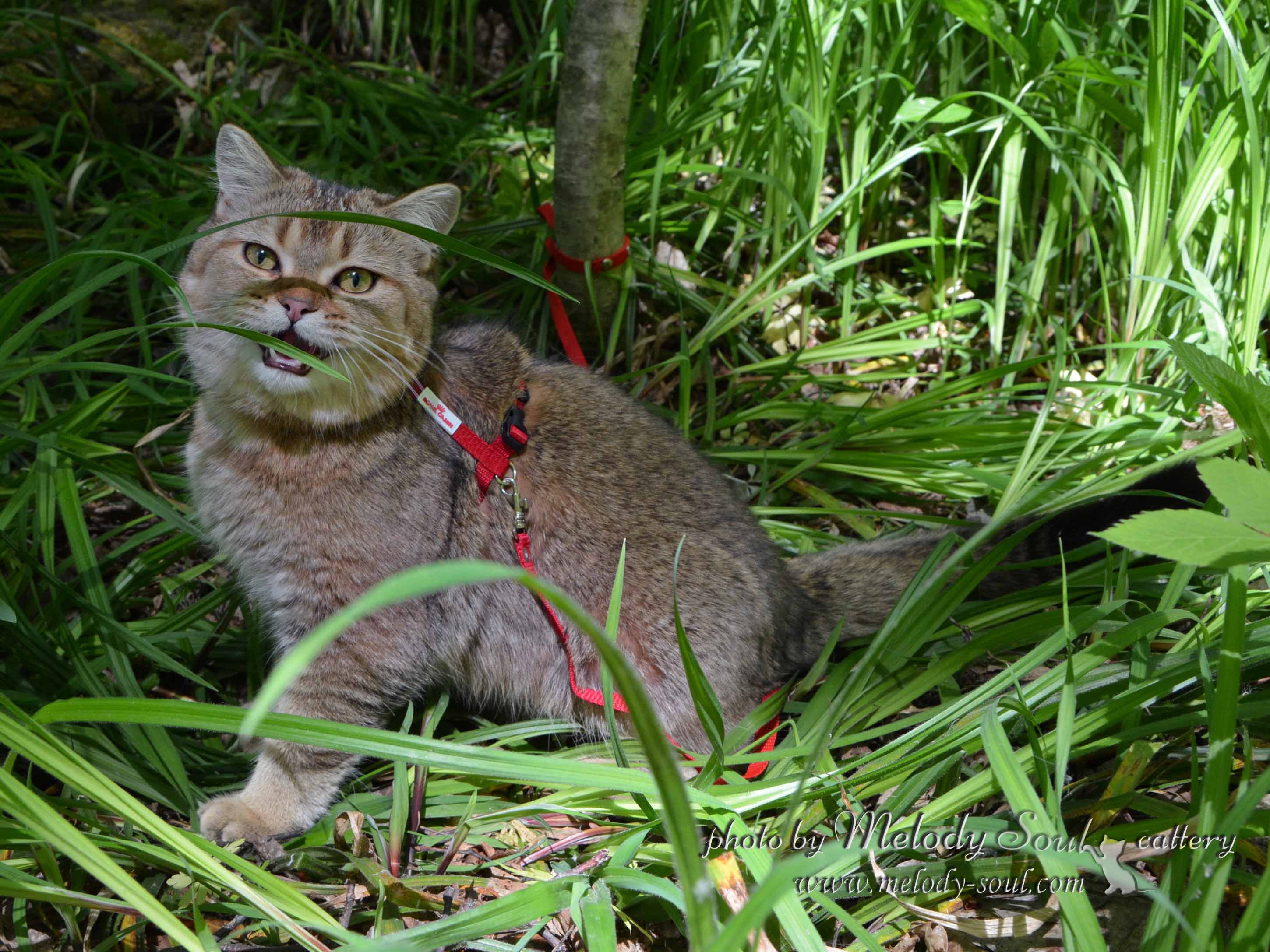Скоттиш страйт купить
