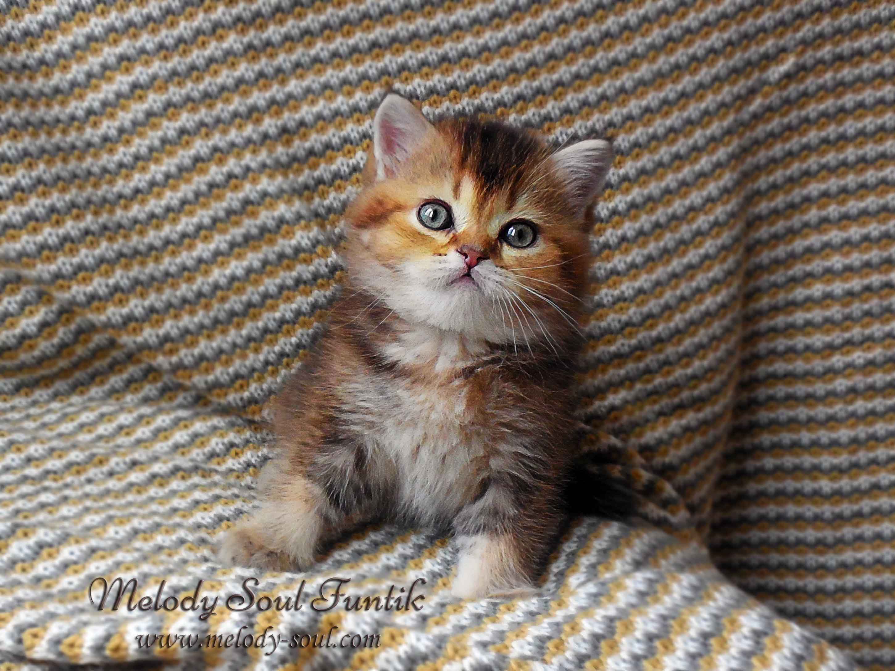 Шотландский котенок купить Казань