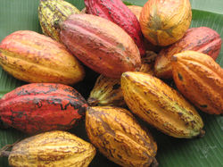 The Cacao Fruit
