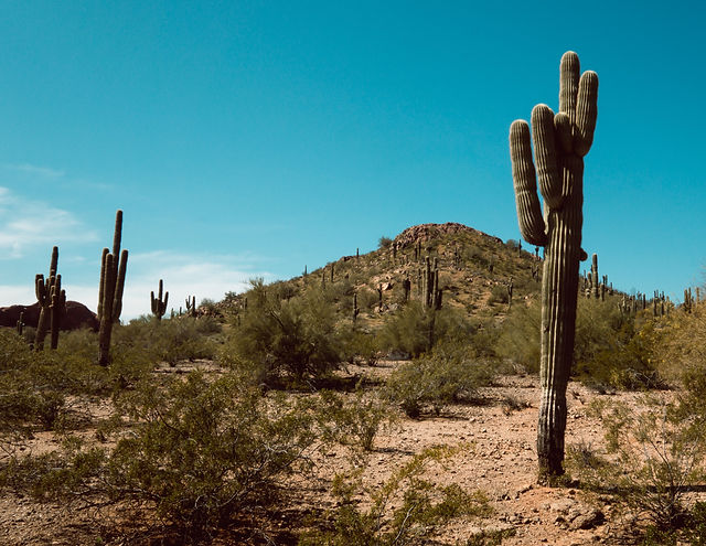 Arizona Desert Cactus