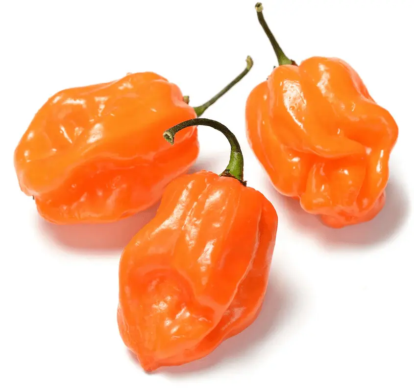 Habanero papričice – 1 kg
