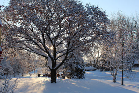 Myth-Busting Winter Tree Care