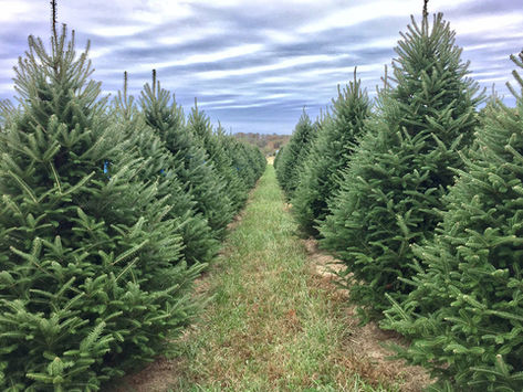 A Hoppe Guide to Popular Christmas Tree Varieties