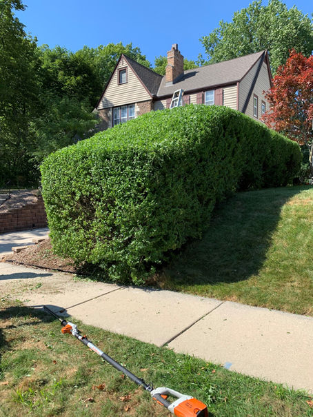 Shrub Pruning by Hoppe Tree Service: A Guide to Annual Shrub Pruning