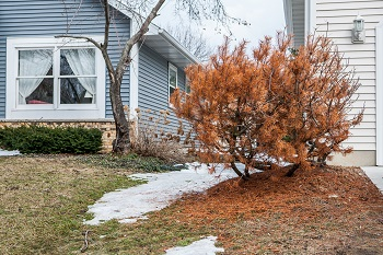 Why Are Evergreens More Prone to Winter Burn Than Other Trees?