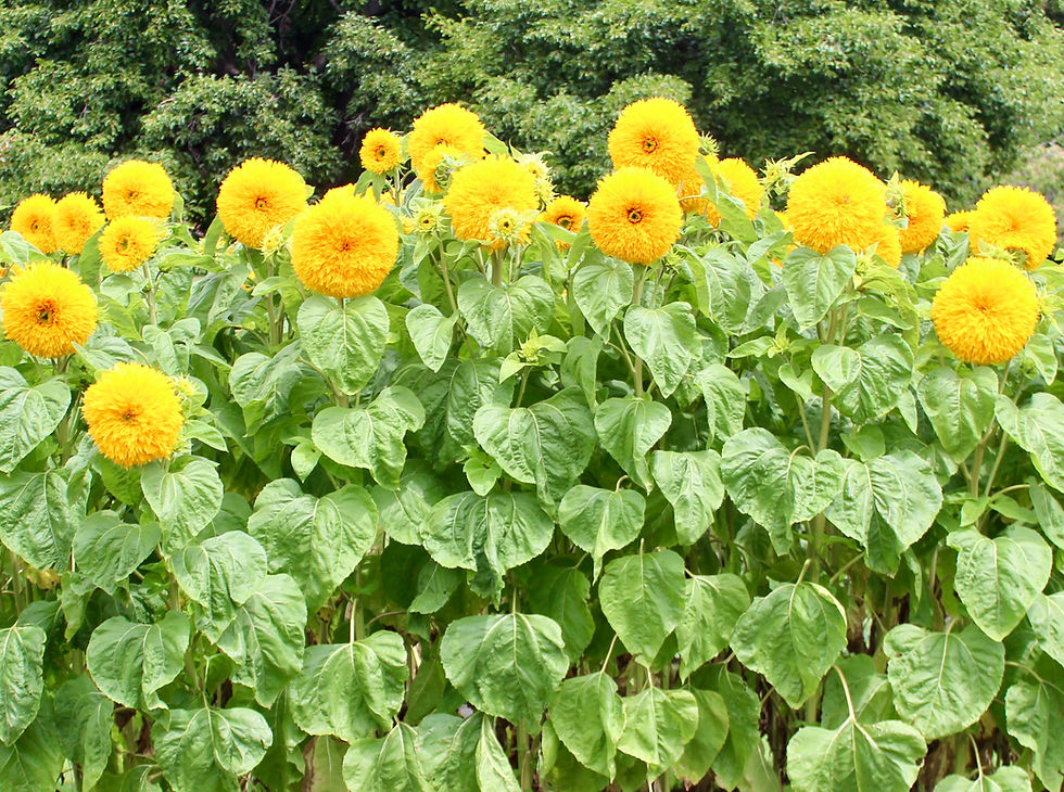 HOBART, TASMANIA - BOTANICAL GARDEN