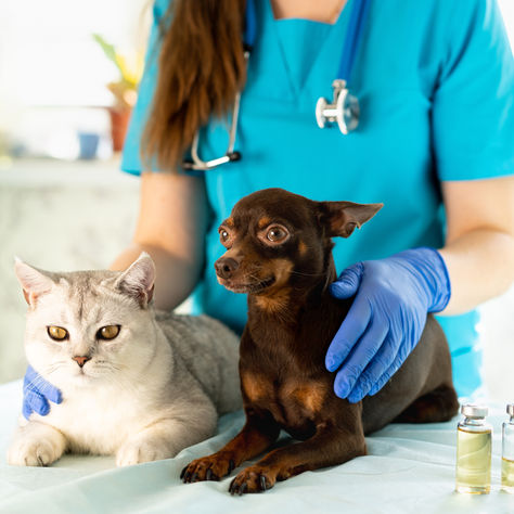 Kedi ve Köpekte Koruyucu Hekimlik