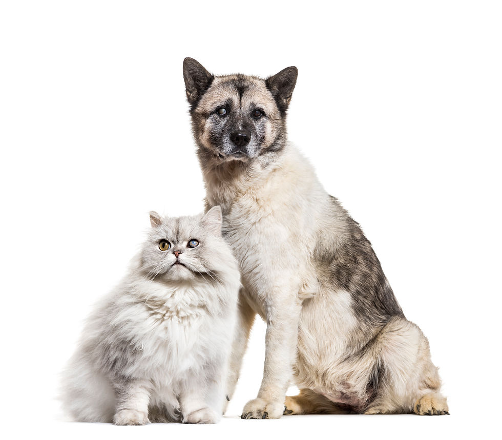 one-eyed-blind-cat-and-dog-isolated-on-white-2024-09-26-21-55-26-utc.jpg