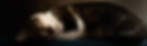 adorable-fluffy-tabby-cat-sleeping-under-light-fro-2023-11-27-05-08-02-utc.jpg