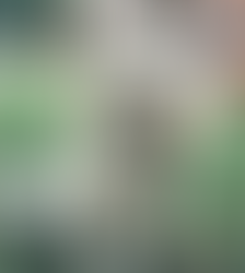 Dog friendly places in Cardiff