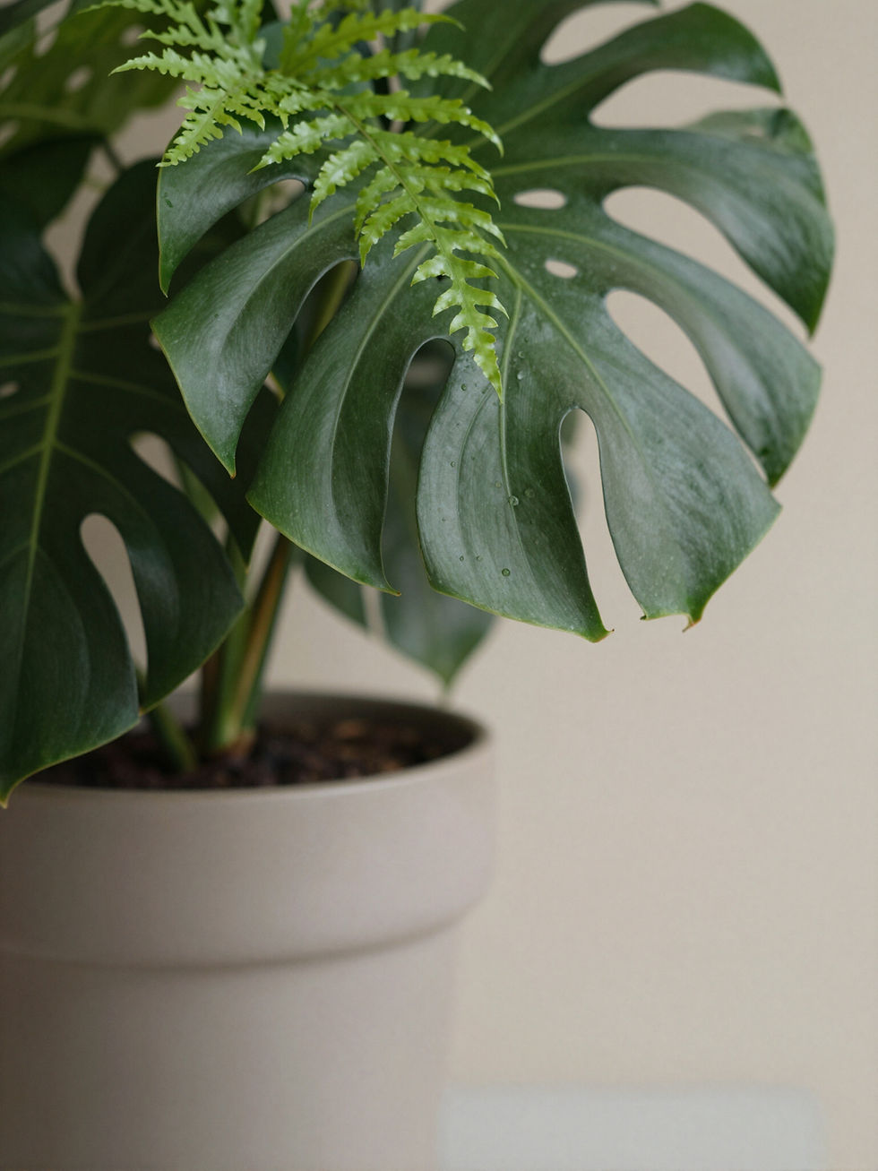 Monstera plant in a neutral pot on a home office desk