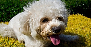cavapoochon puppy Cavapoochon breeder - The doodle Club