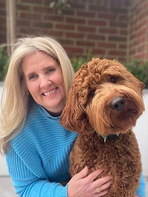 australian labradoodle stud UK labradoodle stud service