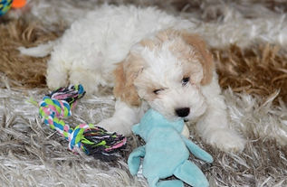 cavapoochon puppy Cavapoochon breeder - The doodle Club