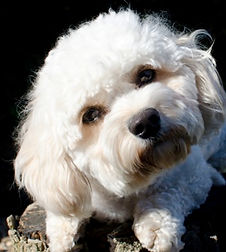 cavapoochon puppy Cavapoochon breeder - The doodle Club