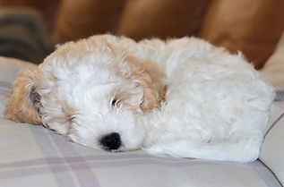 cavapoochon puppy Cavapoochon breeder - The doodle Club