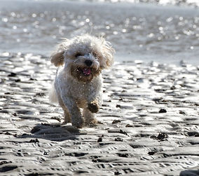 cavapoochon puppy Cavapoochon breeder - The doodle Club