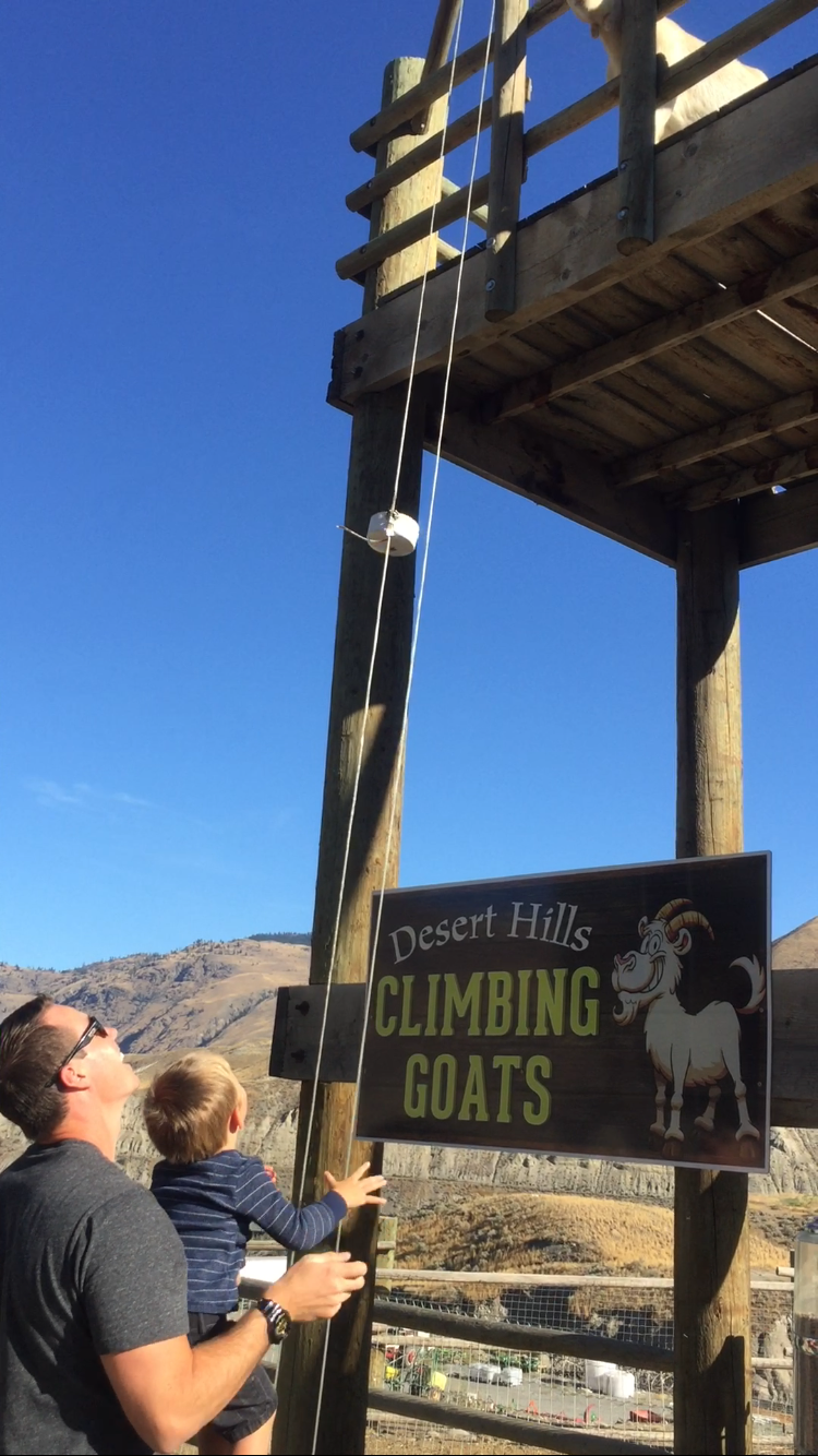 Feeding the climbing goats