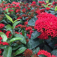 ixora-12.jpg