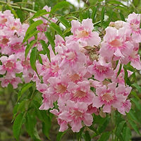 Podranea-ricasoliana.jpg