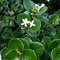 Carissa-Emerald-Star-6.jpg