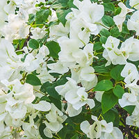 -white-bougainvillea-flower.jpg