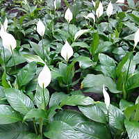 Spathiphyllum_spp.jpg