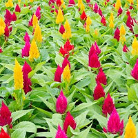 celosiaflowers.jpg