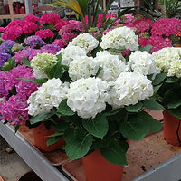 Eden-Garden-Vivero-Centro-Jardineria-Dos