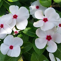 Annual-Vinca-630x418.jpg