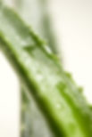 Aloe Vera Pflanze.jpg
