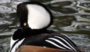 Hooded Merganser