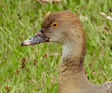 Plumed Whistling Duck
