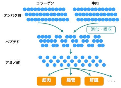 コラーゲンの消化・吸収