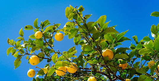 Lemon Tree Mainpage.jpeg