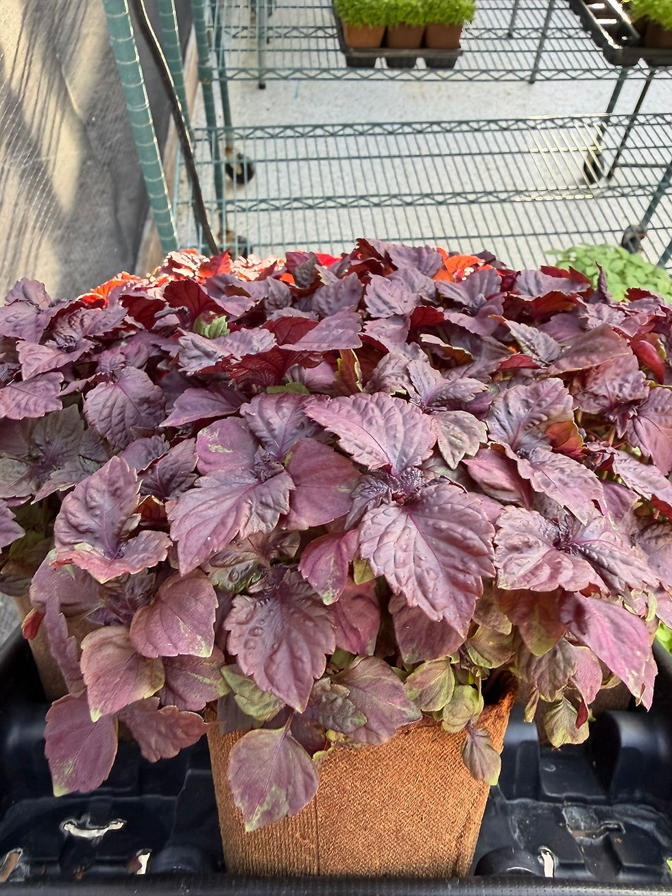Prima™ Red Shiso