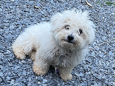 Köpekpfp.heic