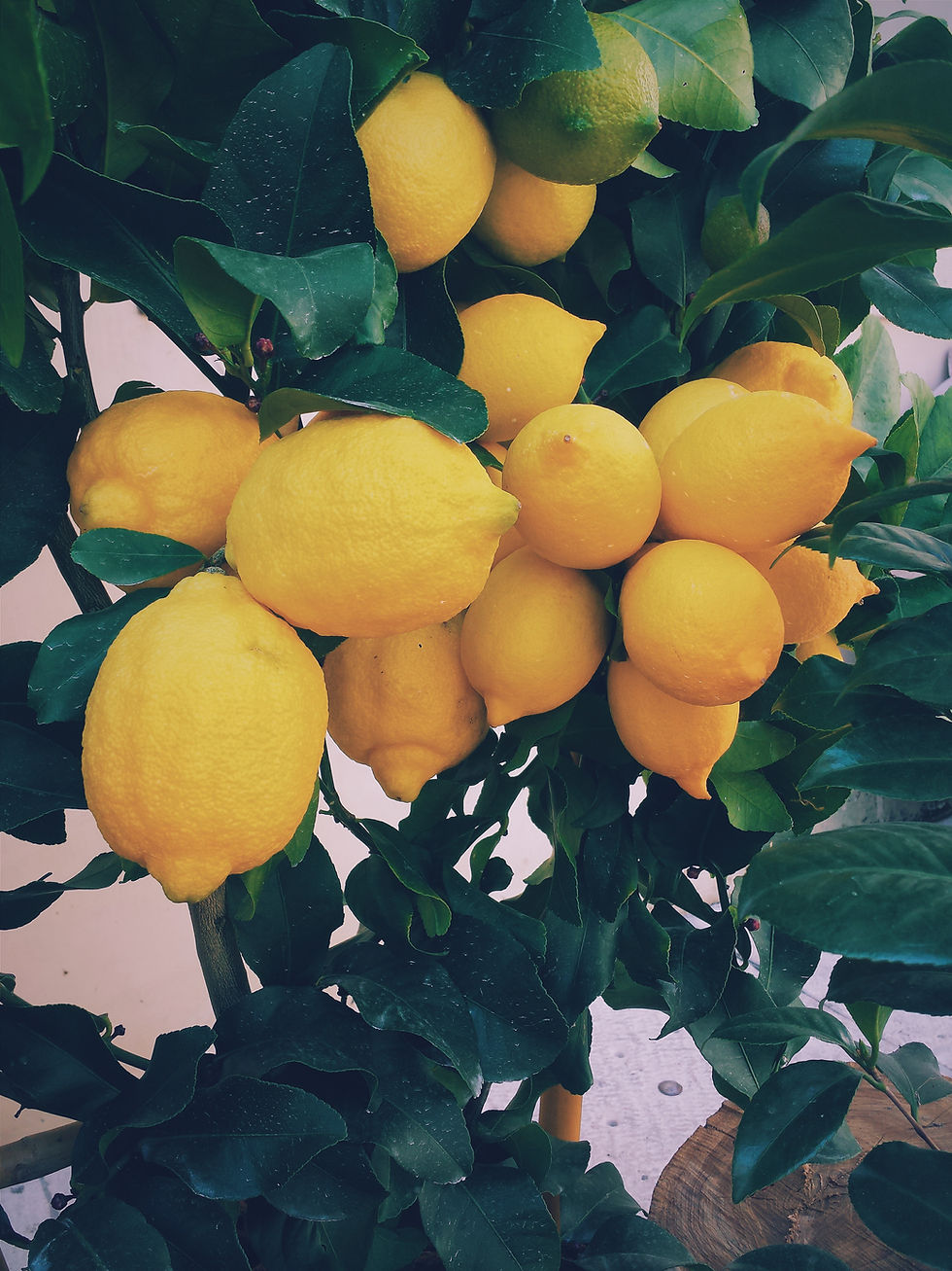 Lemon Tree Branch