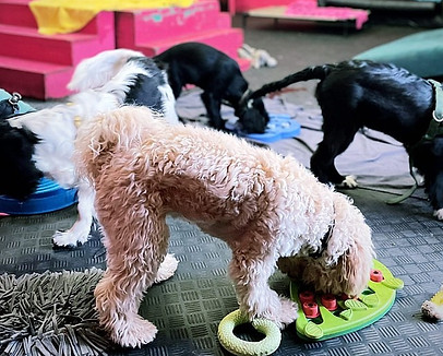 dog daycare new cross, dog daycare dulwich, dog daycare camberwell, dog daycare nunhead, dog daycare south london, dog daycare brixton, dog daycare peckham, doggy daycare