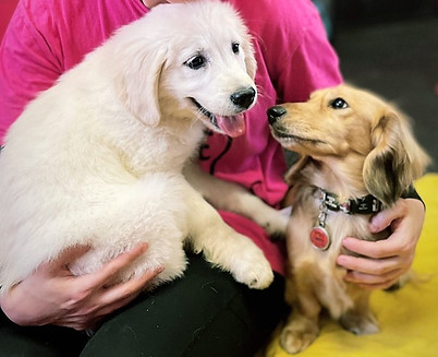 dog daycare new cross, dog daycare dulwich, dog daycare camberwell, dog daycare nunhead, dog daycare south london, dog daycare brixton, dog daycare peckham, doggy daycare