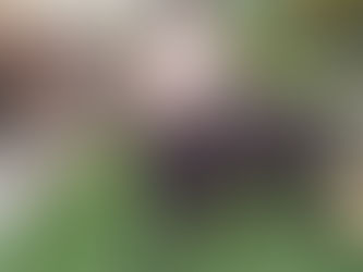 Shoutout to all the dogs I've loved before.