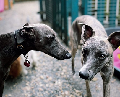dog daycare new cross, dog daycare dulwich, dog daycare camberwell, dog daycare nunhead, dog daycare south london, dog daycare brixton, dog daycare peckham, doggy daycare